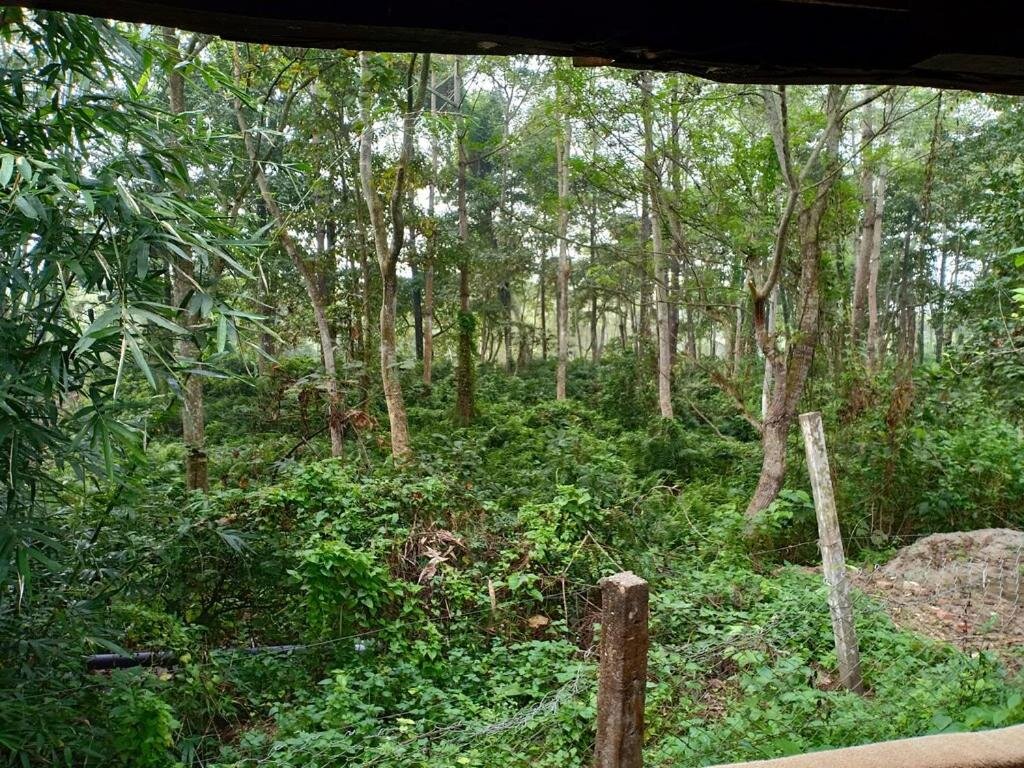 Habitación Estándar Sarang Wildlife Sanctuary