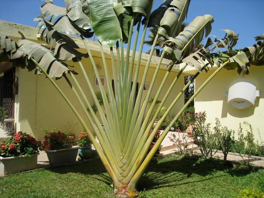 Cabaña Studio in Tropical Garden