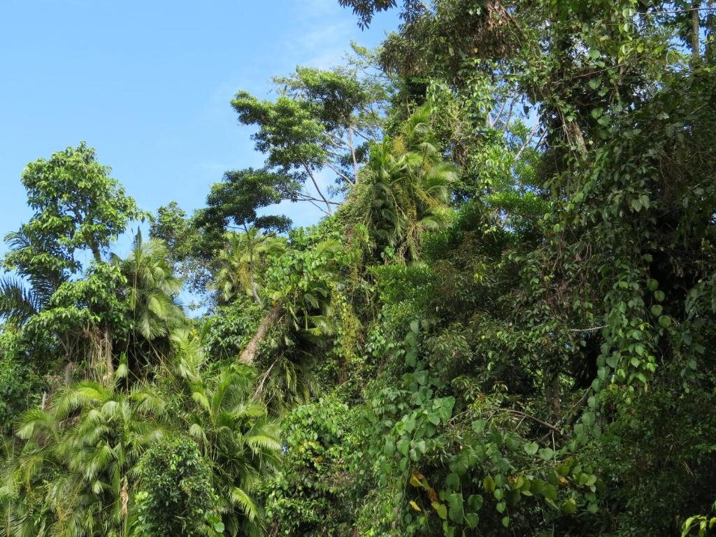 Номер Standard Daintree Rainforest Retreat