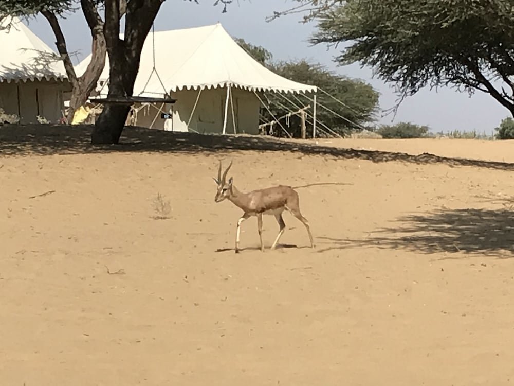 Zelt Registan Desert Safari Camps