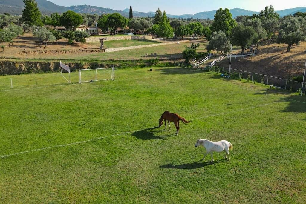 Cabaña House in 10 acres of grass with horses
