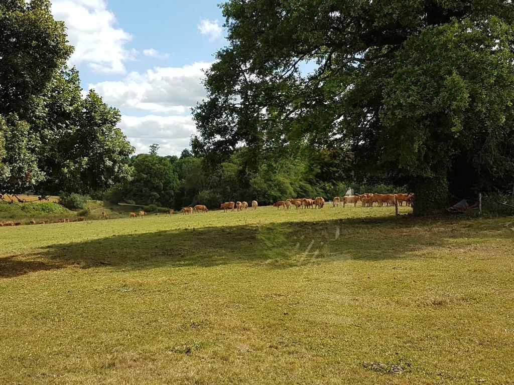 La THIBAUDIERE Tilleul Châlus