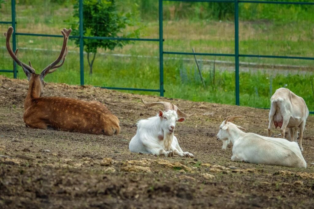 База отдыха любимая усадьба. Моя любимая усадьба. База отдыха любимая усадьба Ростовская область.